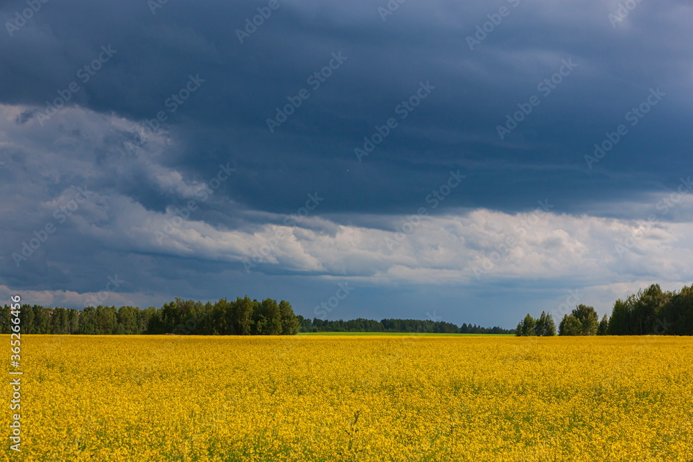 Storm clouds over the yellow field of flowers