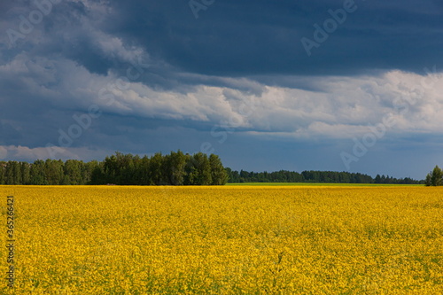 Storm clouds over the yellow field of flowers