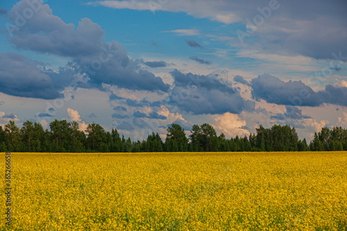 Storm clouds over the yellow field of flowers