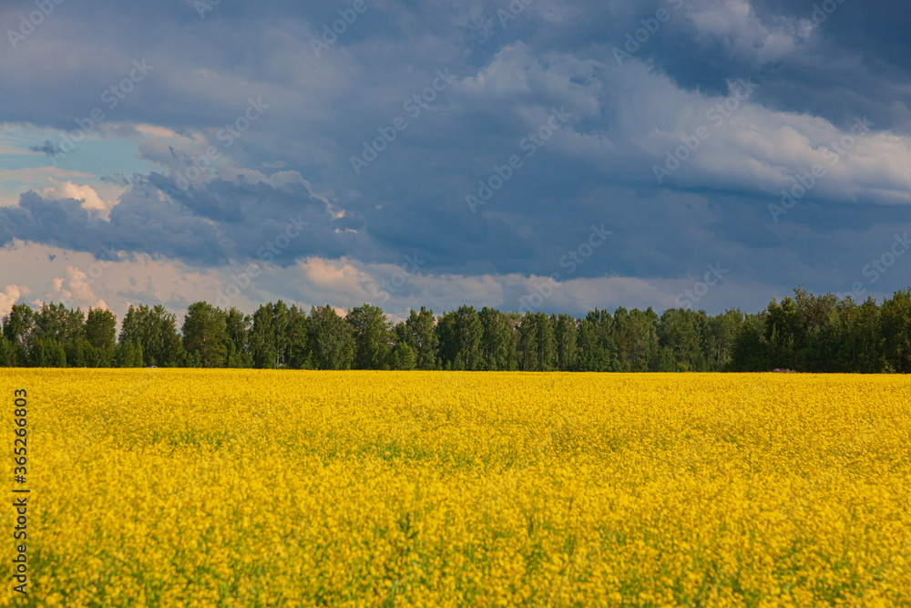 Storm clouds over the yellow field of flowers Storm clouds over the yellow field of flowers