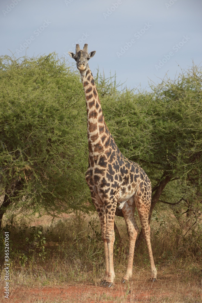 Fototapeta premium Giraffe in Kenia