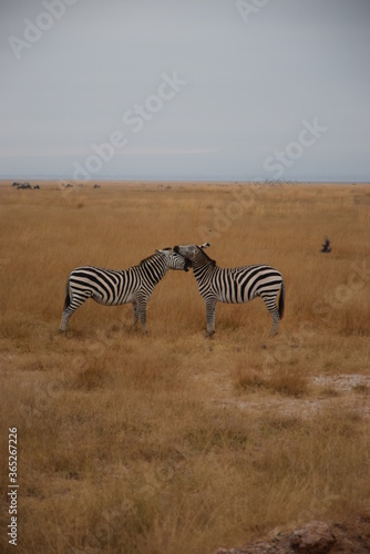 Zebras Bussi