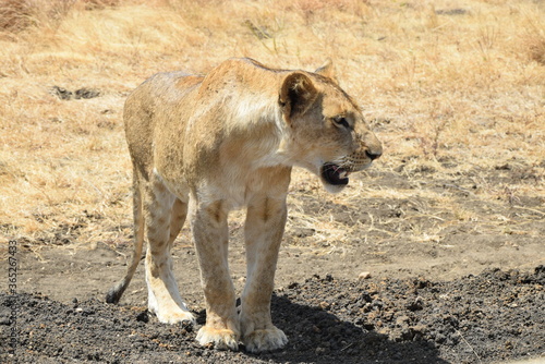 Löwe zeigt Zähne