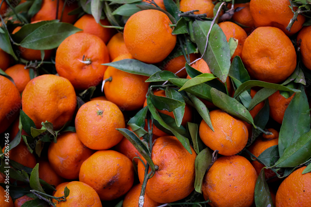 Pile of freshily picked mandarins with leaves Pile of freshily picked mandarins with leaves