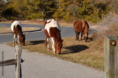 Wild white and brown ponies and horse graze near a fence along the road at Assateague Island National Seashore in Maryland