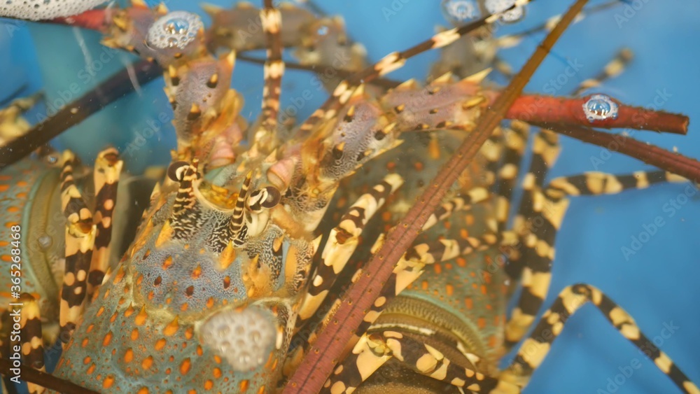 Obraz premium Close up macro, alive raw lobsters in shop. Blue basin with ice water, delicatessen fresh uncooked mediterranean lobsters placed on stall in seafood store. Natural background with marine inhabitants.