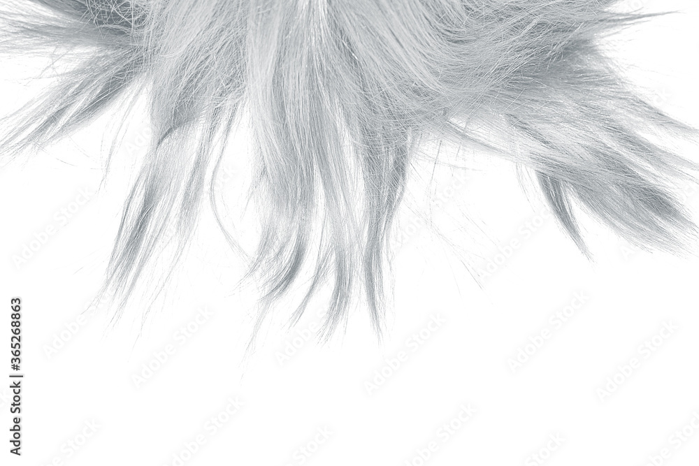 Gray disheveled hair on white, isolated. Background with copy space Gray disheveled hair on white, isolated. Background with copy space