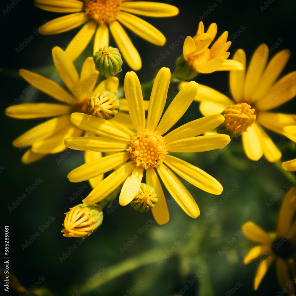 Fototapeta premium Yellow chamomile flower. Chamomile flower. Matricaria.