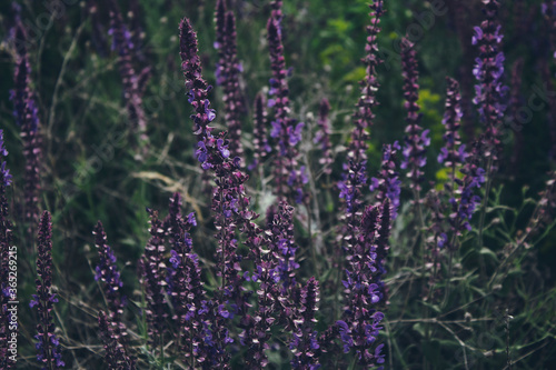 Salvia pratensis.  Meadow clary .  Meadow sage. Honey plant.