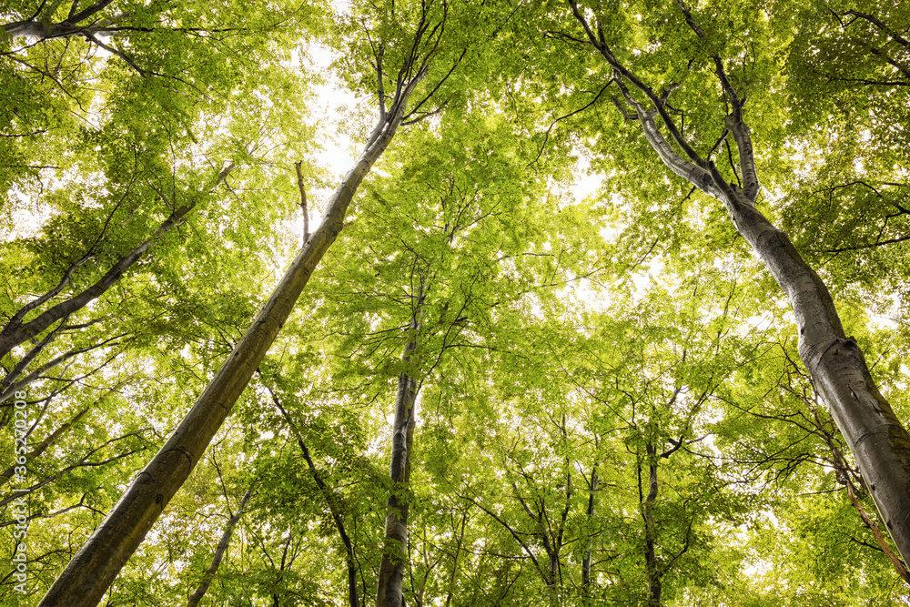 Fototapeta premium Green forest and trees