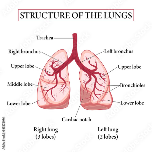Medical structure of the lungs. Structure of the lungs. Education chart of biology for lungs. Vector illustration.