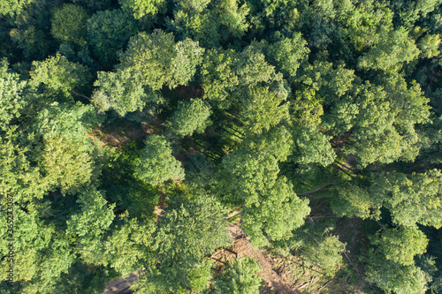 Top view of a deciduous forest in the Taunus / Germany