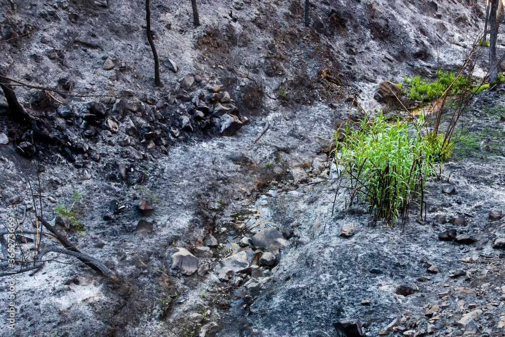 New life with green plants after forest fire.