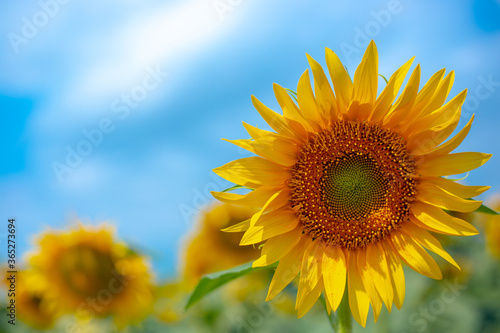 bright yellow blooming sunflower close-up against a blue sky  copy space