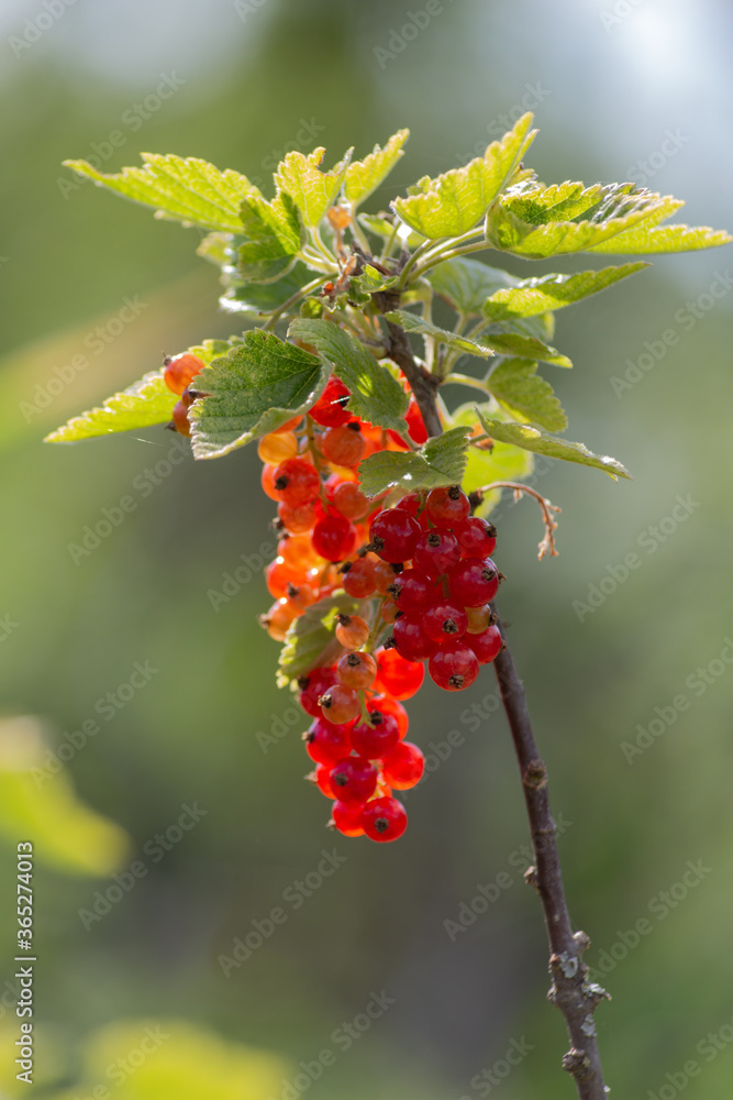 Ripe red currants close-up in the garden as background Ripe red currants close-up in the garden as background