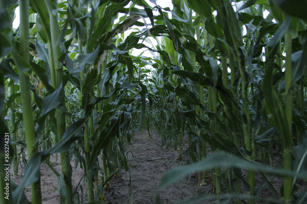 cornfield, screensaver, summer, sunset, cornfield, screensaver, summer, sunset,