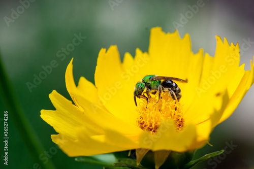 Native Bee Pollinating a Tickseed Flower