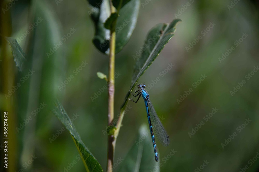 A macro close up of a blue dragonfly. A macro close up of a blue dragonfly.