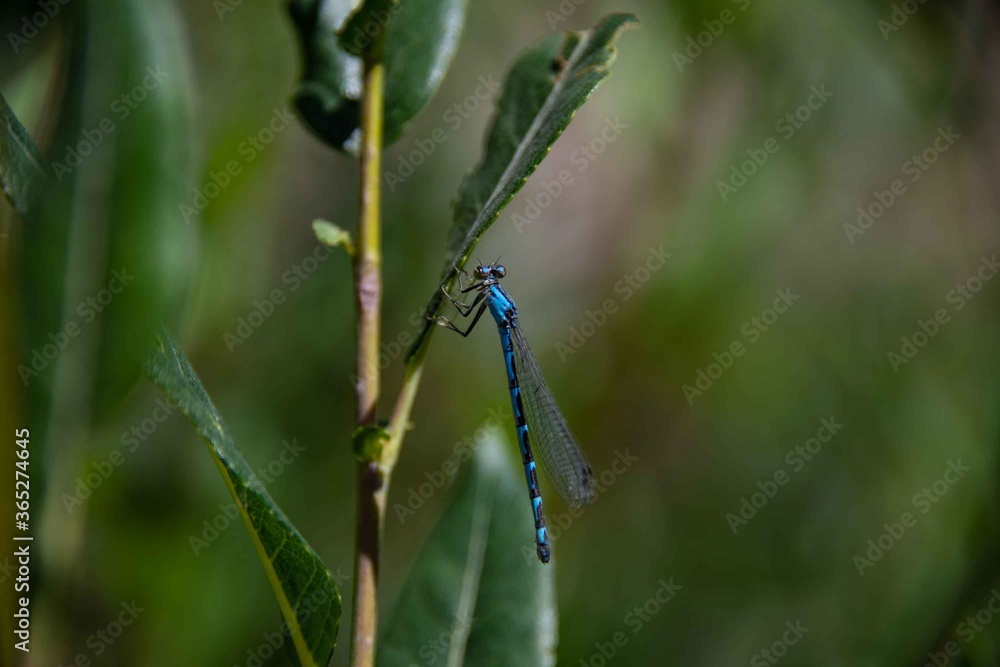 A macro close up of a blue dragonfly. A macro close up of a blue dragonfly.