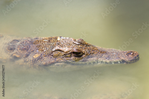 crocodile s head close up in muddy green water