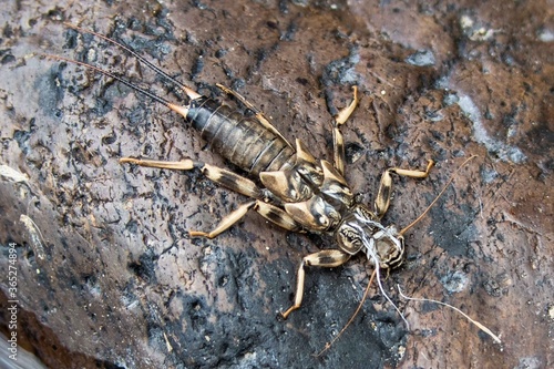 A stonefly on a river rock.