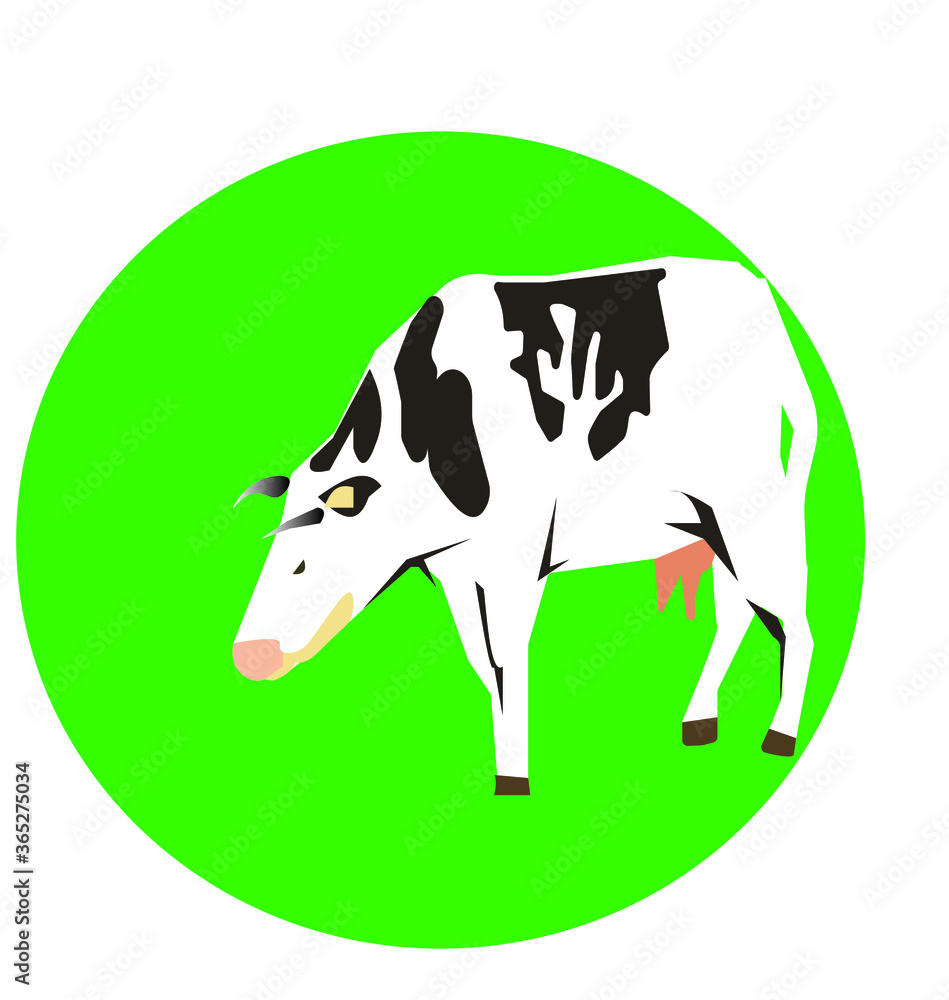 vector illustration of a cow in realistic classic style