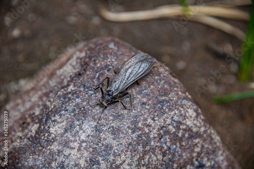 A stonefly on a river rock.