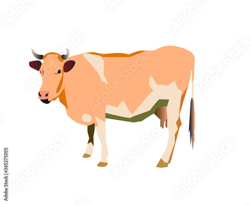 vector illustration of a cow in realistic classic style