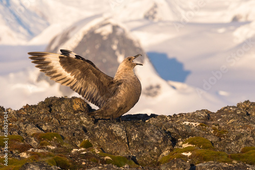 The south polar skua Stercorarius maccormicki Graham Land  Argentine islands. Antarctica bird