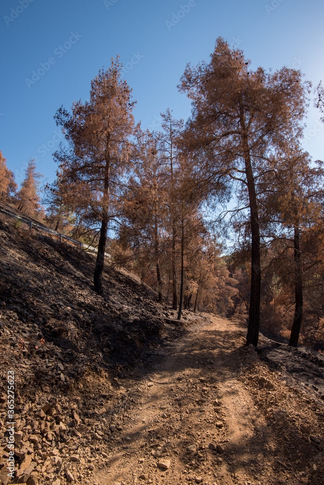 Fototapeta premium Forests and trees burnt during a massive forest fire.