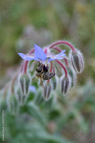 bee sitting on a blue flower