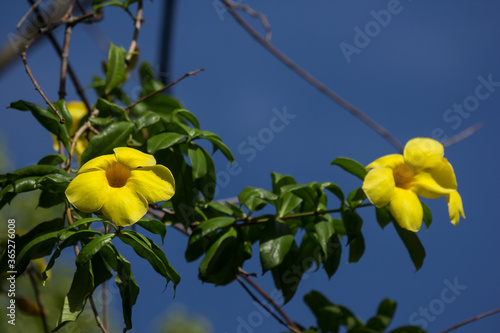 Wallpaper Mural  Yellow Allamanda flower  with green leaf Torontodigital.ca