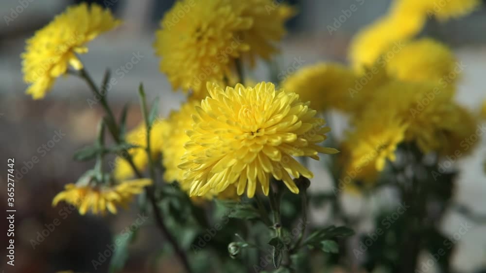 Beautiful pale yellow chrysanthemum flower in the garden Beautiful pale yellow chrysanthemum flower in the garden