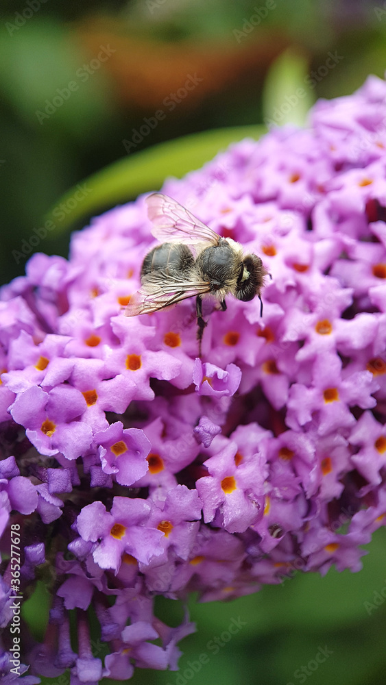 Fototapeta premium Bee on purple flower