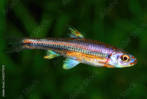 Obraz na plátně Notropis hypselopterus The sailfin shiner (Pteronotropis hypselopterus) is a spe