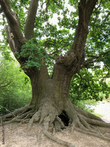 Forest Tree with Exposed Tangled Roots - Epping Forest Background, London