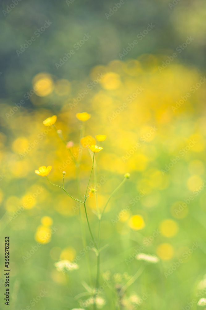Obraz premium Soft Focus Buttercups in Sunshine Summer Background with Copy Space