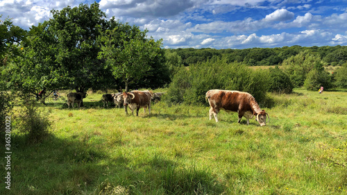 Rare breed English longhorn cow eatting grass in Epping Forest