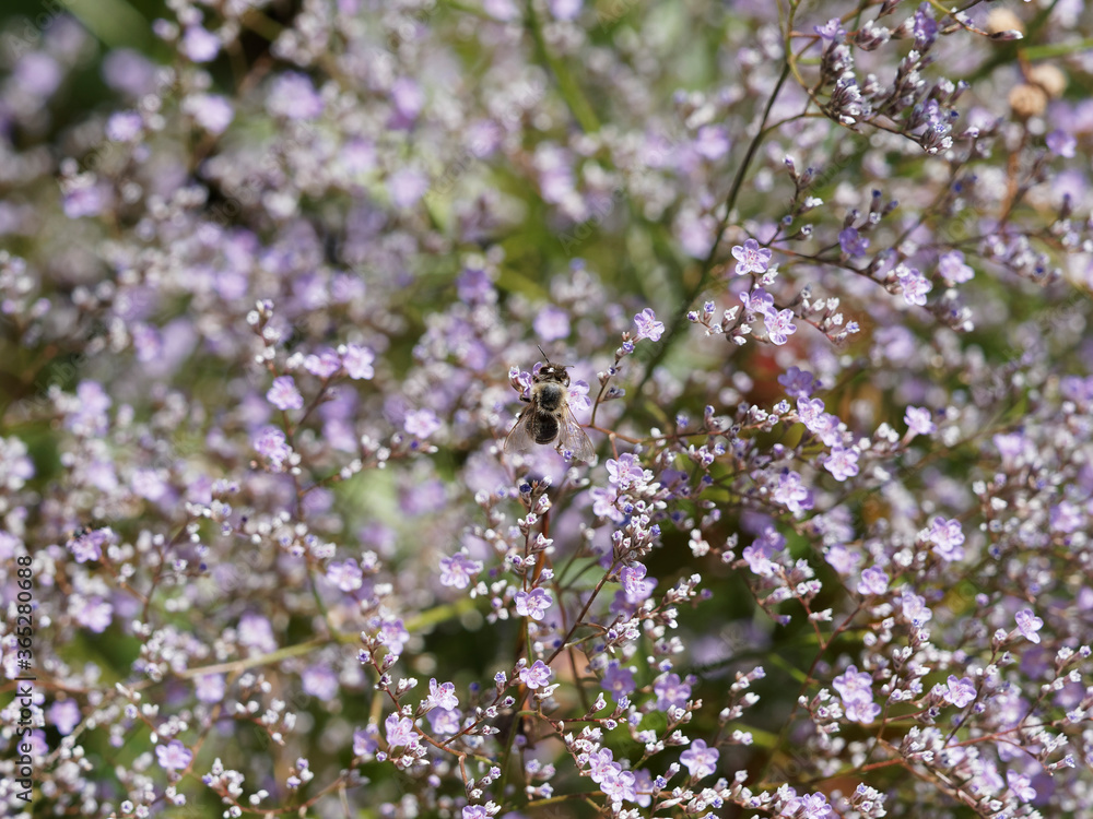 Limonium latifolium - Eine Biene die sich von Nektar eines Breitblättriger Strandflieders ernährt Limonium latifolium - Eine Biene die sich von Nektar eines Breitblättriger Strandflieders ernährt