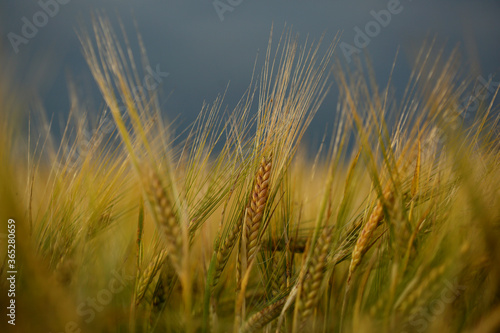 Barley field in a beautiful sunset.Common Barley  Hordeum vulgare