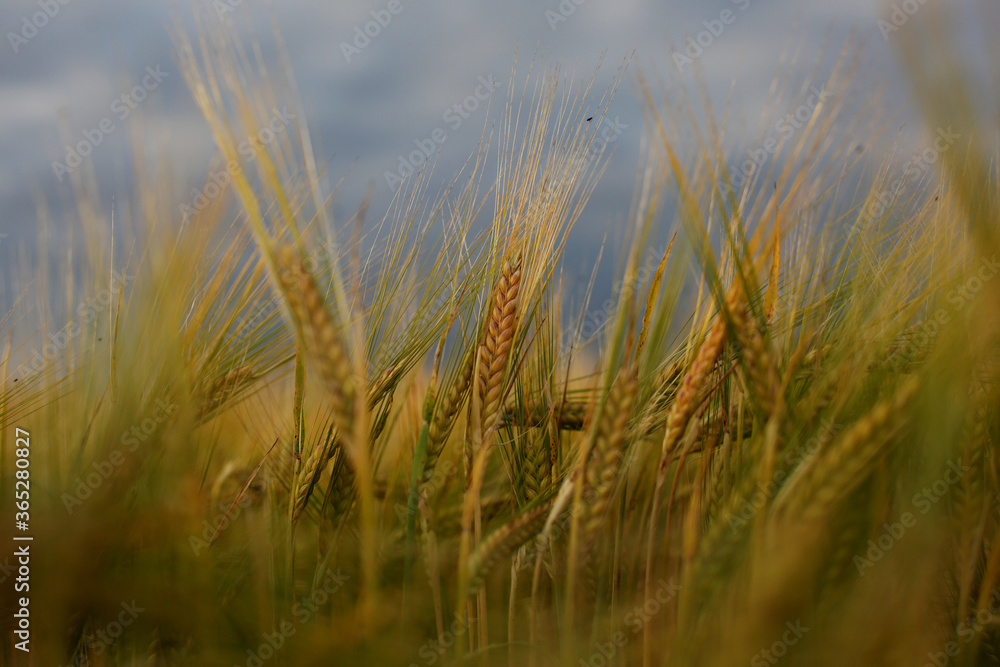 Barley field in a beautiful sunset.Common Barley, Hordeum vulgare Barley field in a beautiful sunset.Common Barley, Hordeum vulgare