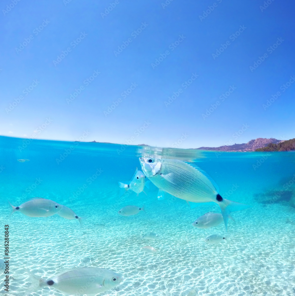 Fototapeta premium Fisch an der Wasseroberfläche