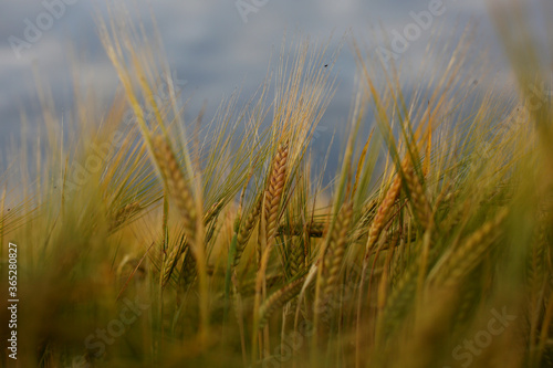 Barley field in a beautiful sunset.Common Barley  Hordeum vulgare