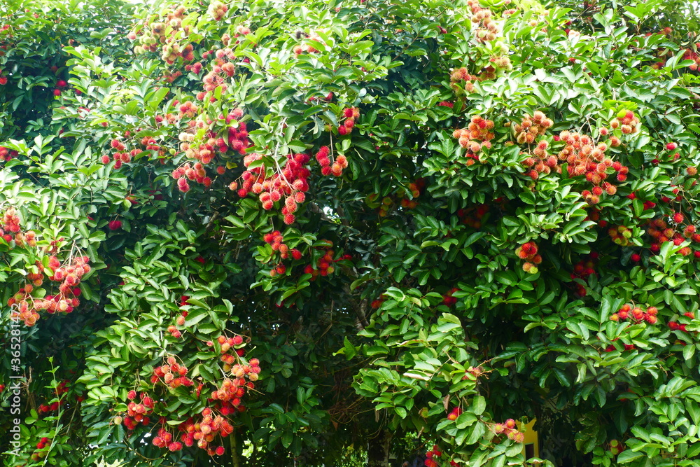 Ripe and semi ripe Rambutan fruits (Nephelium lappaceum)  on tree, Amazon, Brazil.