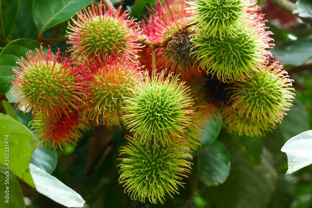 Ripe and semi ripe Rambutan fruits (Nephelium lappaceum) on tree, Amazon, Brazil. Ripe and semi ripe Rambutan fruits (Nephelium lappaceum) on tree, Amazon, Brazil.