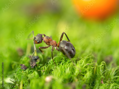 African ants 