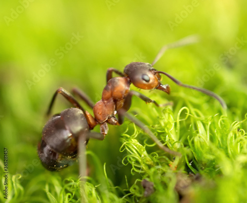 African ants © alexeyart
