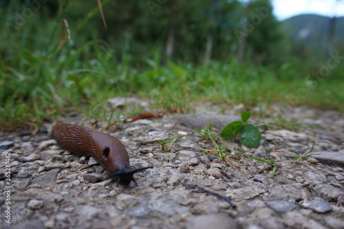 snail on the ground