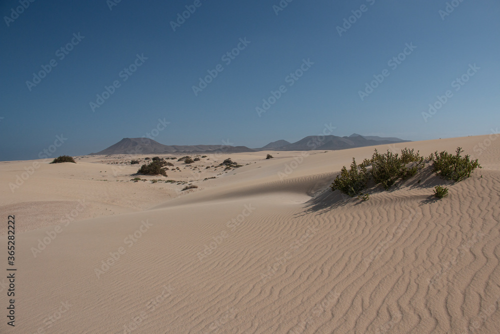 The Sand Dunes of Corralejo. Desert area near dune beach in Fuerteventura. The Sand Dunes of Corralejo. Desert area near dune beach in Fuerteventura.