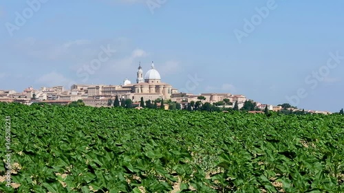 View of a field of young sunflowers plants moved by the wind outside the city of Loreto, a famous destination for pilgrimages in the marche province, italy. In the background the Santa Casa of Loreto 